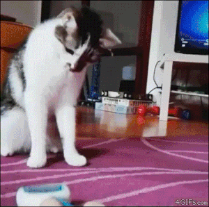 Die you evil toy in cat gifs