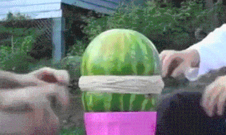 https://media.giphy.com/media/YMXv3RZa9kAZW/giphy-downsized.gif