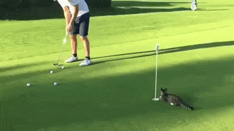 Golf has goalkeeper now in cat gifs
