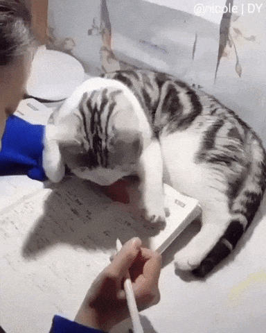 No homework today in cat gifs