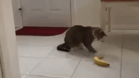 Fuk you banana