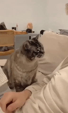 Angry Tabby Cat Wants to Cuddle Cute Funny Powerful Aura