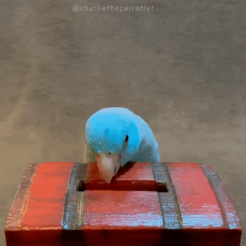 A parakeet takes a coin and puts it inside a chest.