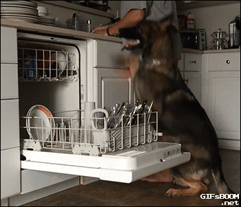 dog-loads-dishwasher