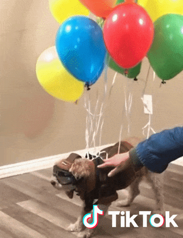 cachorro flutuando com balões e logo do tiktok