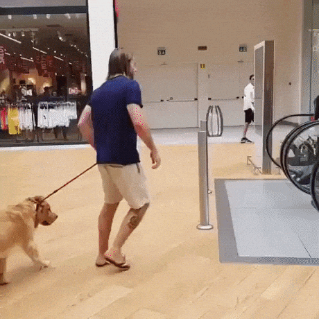 Treat your dog like this in funny gifs