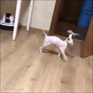 Cats are amazing in cat gifs