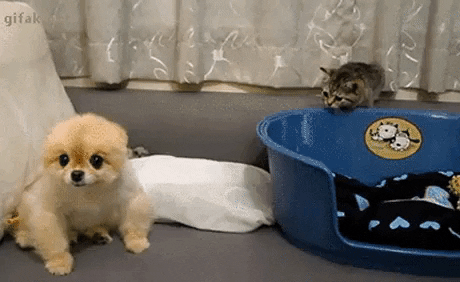 Sneaky kitty in cat gifs