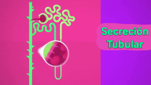 Secreción Tubular GIF - Find & Share on GIPHY