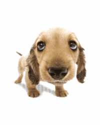 Cute Dog Gif - Find &Amp; Share On Giphy