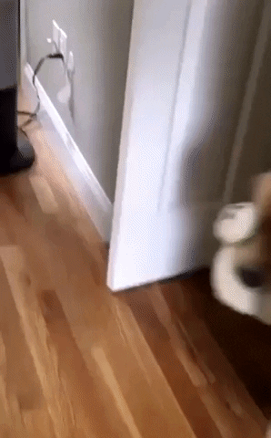 Oh you are home early in dog gifs