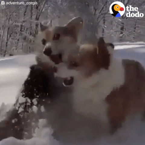 Snow Corgi GIF by The Dodo - Find & Share on GIPHY