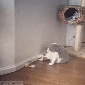 How cat works in cat gifs