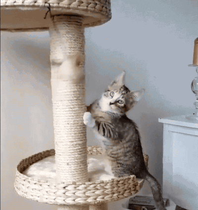 Scratching posts make the indoors fun!