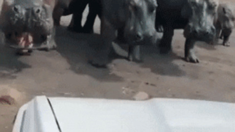 Hippos are terrifying AF