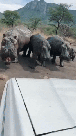 Hippos are terrifying AF in wtf gifs