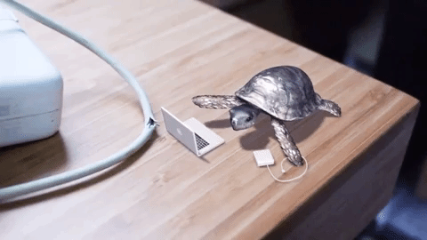 turtle slowly typing on a computer