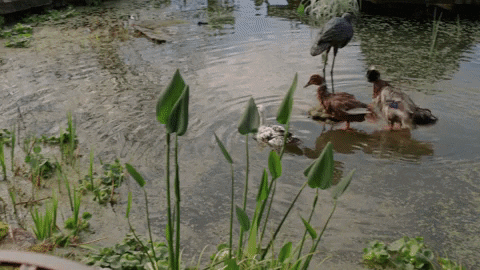 Žena s knihou u zahradního jezírka