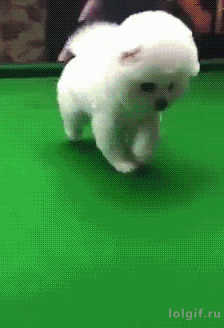 Smol boi just want to play in WaitForIt gifs