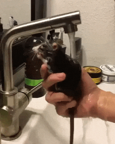 Ratto taking bath in funny gifs