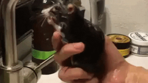 Ratto taking bath