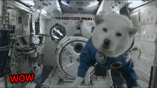 Space Doge GIF