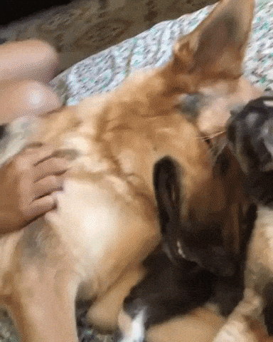 The smile says it all in animals gifs