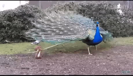 I just want one feather in funny gifs