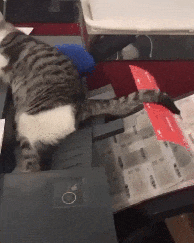 Best place to sleep in cat gifs