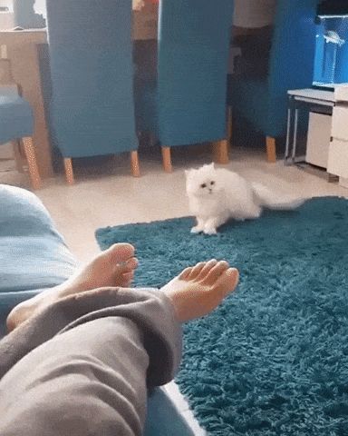 He forget how to cat in cat gifs