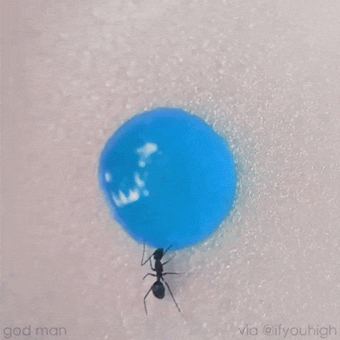 Ants drinking liquid candy in wow gifs