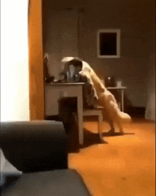 A boy and his dog in dog gifs