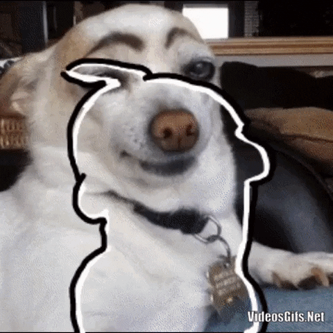 Good bois in gifgame gifs