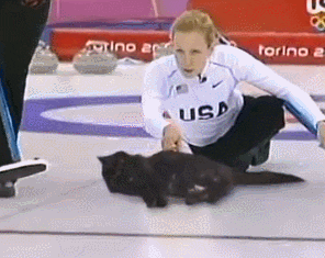 Cat Curling GIF - Find & Share on GIPHY