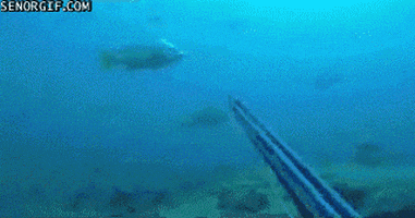 Spearfishing GIFs - Find & Share on GIPHY