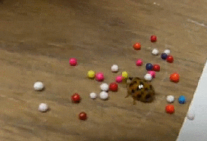 giphy.gif