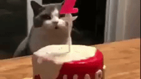 Cat celebrating birthday