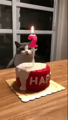 Cat celebrating birthday in animals gifs