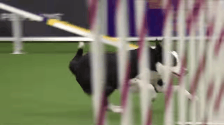 Dog Master GIF - Find & Share on GIPHY