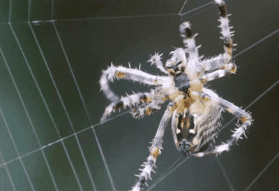 web spider educational creating
