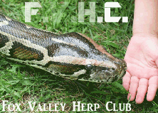 Snakes GIF - Find & Share on GIPHY