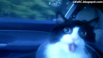Cat Mouth Open Gif 5