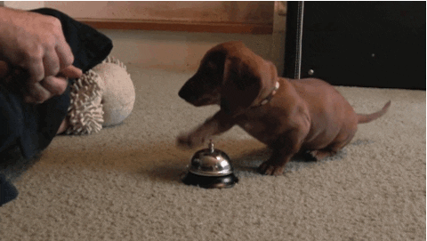 https://media.giphy.com/media/YcT8UHF4U99Xq/giphy.gif