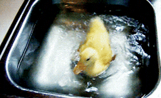 Duck Swim GIFs Find Share On GIPHY