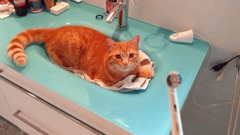 Brushing time best Gif