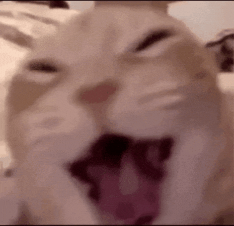 https://giphy.com/gifs/cat-laugh-laughing-YdymLnBeyr70rfKqAj