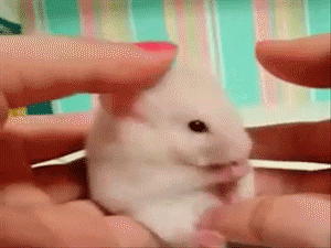 siberian mouse naked gif