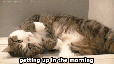 Morning Getting Up GIF - Find & Share on GIPHY