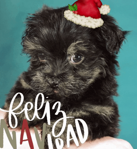 Dog Puppy GIF - Find &amp; Share on GIPHY