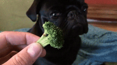 Dog Broccoli GIF - Find & Share on GIPHY